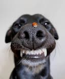 aanananana